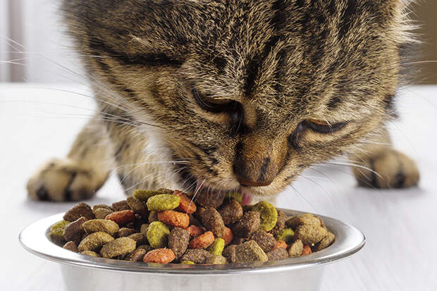 Cat Food