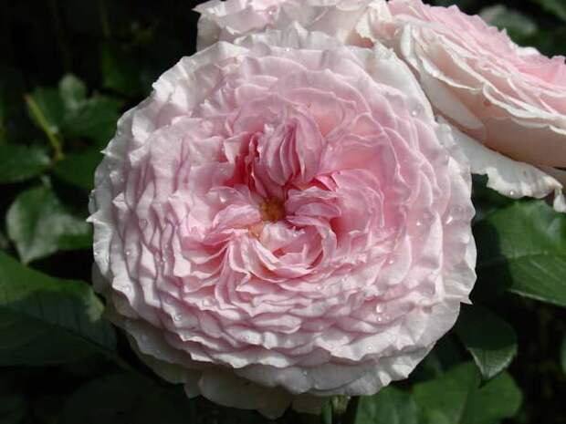 b_3038 (600x450, 35Kb)