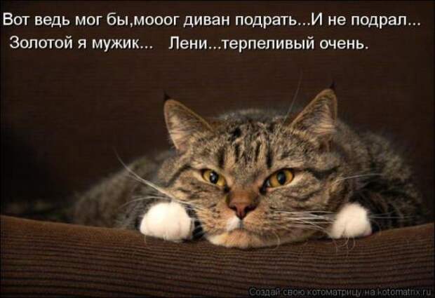 Котоматрицы (картинки с подписями)