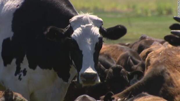 Двухметровая корова из Австралии стала звездой интернета Holstein Friesian, Myalup, Western Australia, giant, Астралия, животные, корова