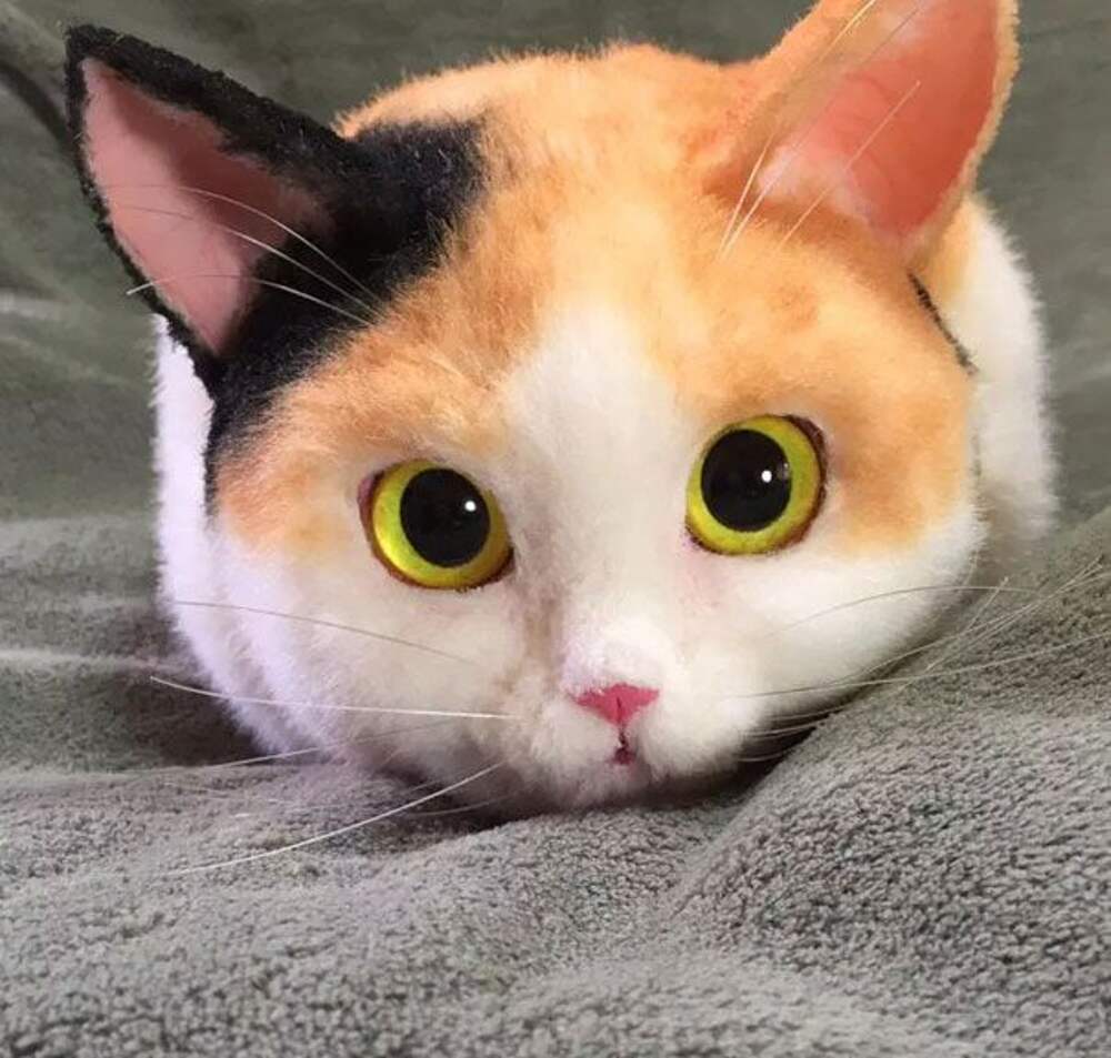 Хитрыми глазками. Необычный кот. Котенок с большими глазами. Кот с большими глазками. Настоящие кошки.