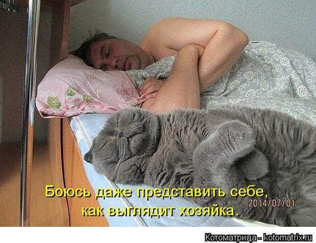 Лучшие котоматрицы недели