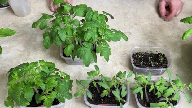 Легкий и простой способ пикировки томатов для отменного урожая