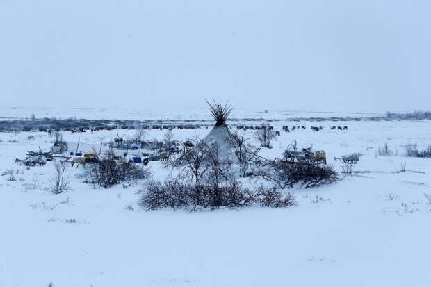 Оленеводы в тундре в Ненецком автономном округе
