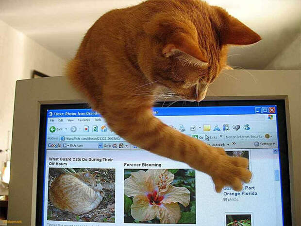 Фото-приколы 11 Funny Photo 11