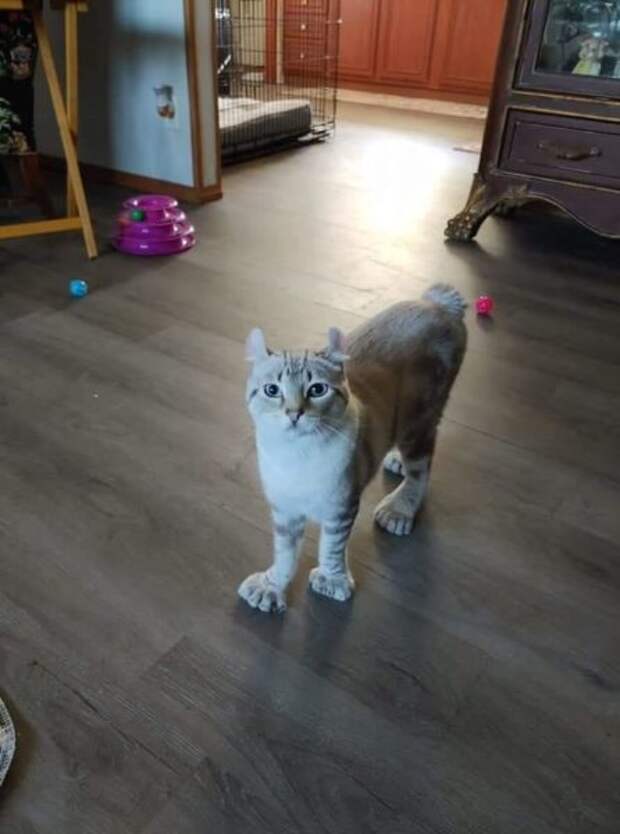 Необычные животные, которые мутировали