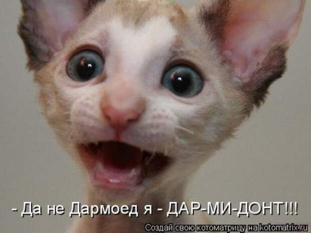 Прикольная котоматрица за неделю