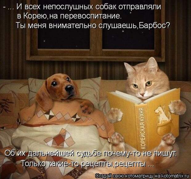Лучшие котоматрицы недели (50 фото)