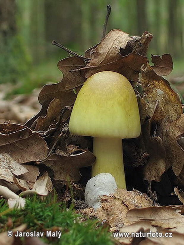 http://ya-gribnik.ru/images/blednaya-poganka/10.jpg