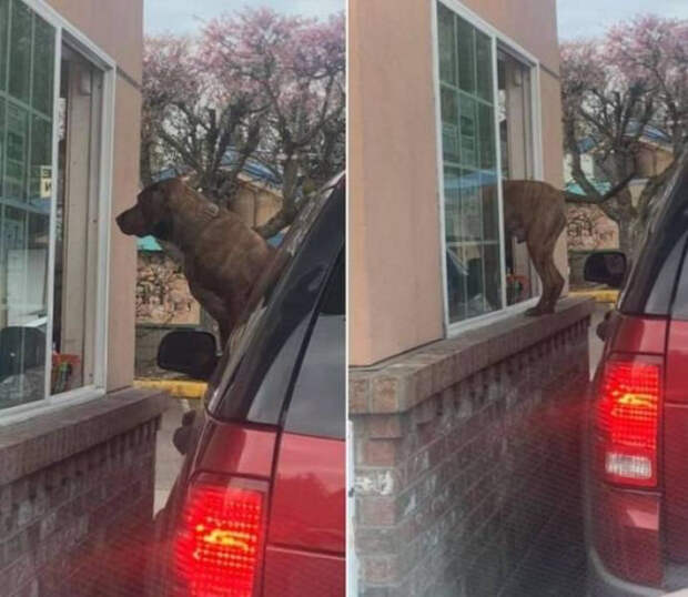Фотографии с животными, которые вызовут улыбку и поднимут настроение
