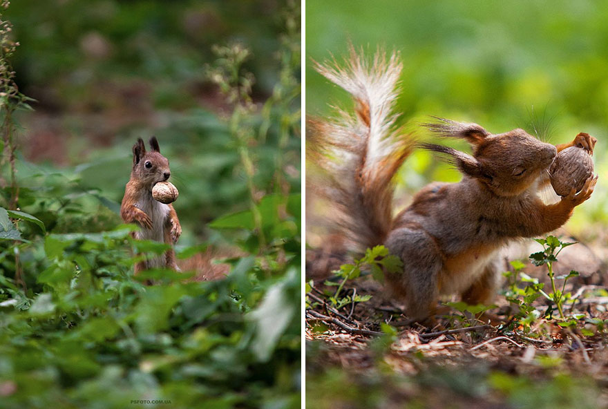 animal-portraits-sergey-polyushko-38-582b25b6df418__880