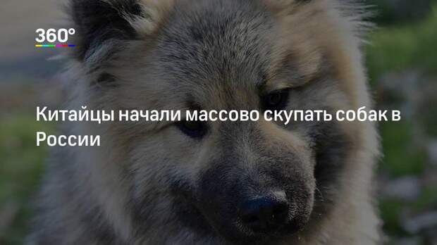 Китайцы начали массово скупать собак в России