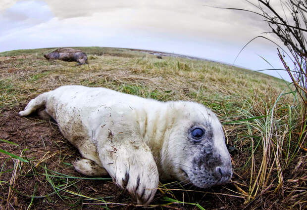 Тюлень на побережье графства Линкольншир