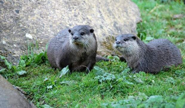 На Ямале впервые проведут "перепись" норок и выдр