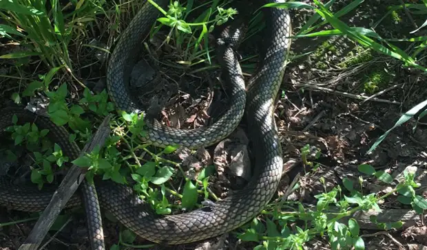 Ростовчан предупредили о змеях, выползающих к жилым домам весной