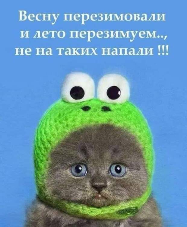 Возможно, это изображение (кот и текст «весну перезимовали и лето перезимуем.., не на таких напали!!!»)