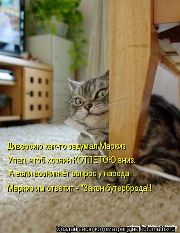 kotomatritsa_HL (465x604, 240Kb)