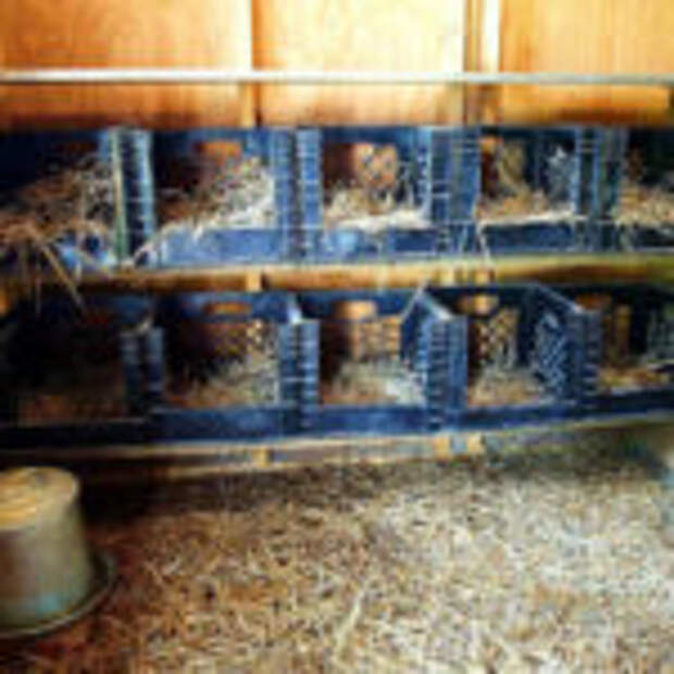 гнездо для несушек рис 5