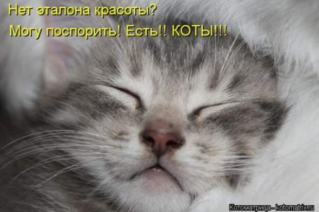 Веселая котоматрица за неделю (28 шт)