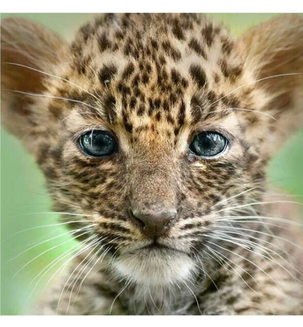 Маленькие большие кошки Большие кошки, Милота, Детеныш, Хищник, Животные, Дикие животные, Лев, Леопард, Гепард, Тигр, Пантера, Пума, Снежный барс, Ягуар, Манул, Каракал, Рысь, Фотография, Длиннопост