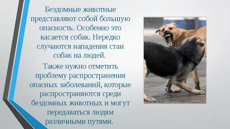 Бродячие собаки; заблуждения и мифы