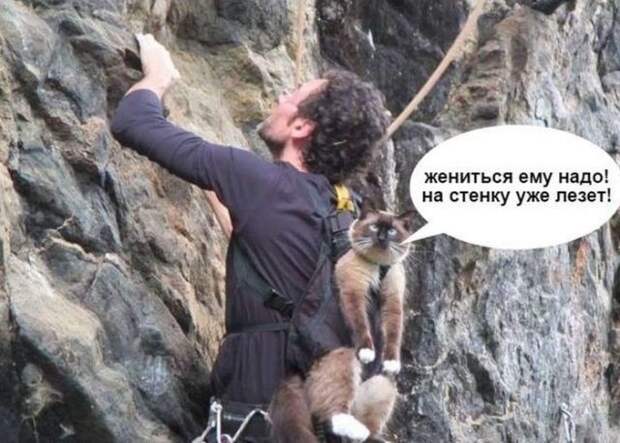 Кис-кис-кис Кис-кис-кис животные, коты, юмор