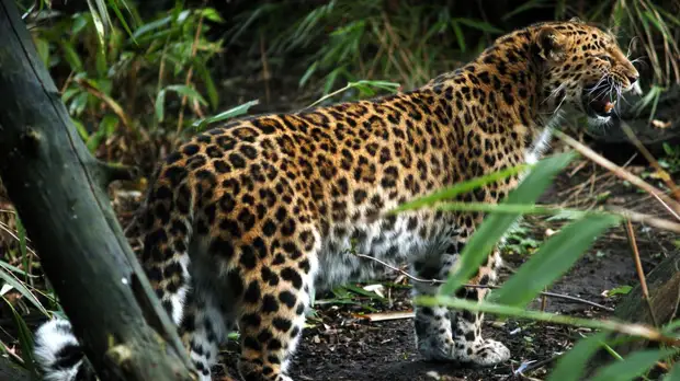 Глава Минприроды рассказал о работе по сохранению редких видов животных