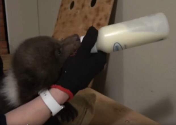 Трое медвежат-сирот поступили в центр из Смоленской области: охотник упал прямо в берлогу