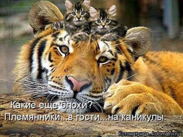 Котоматрицы(картинки с надписями)