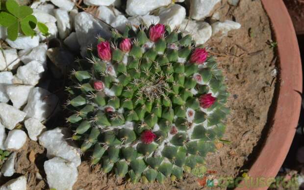 Mammillaria Polyedra