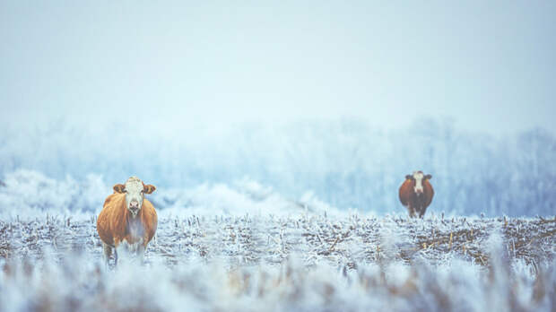 Доцент Кырлан рассказал о порядке действий при появлении фермы у соседей
