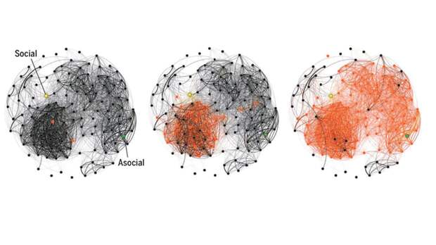 Желтой точкой обозначена социально активная синица, зеленой - малоактивная, красный цвет показывает процесс передачи информации. Схема распространения информации среди синиц