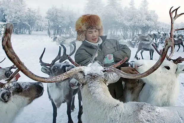 едят ли олени соль. что едят олени. лось лижет соль. олени соль. солевой олень.