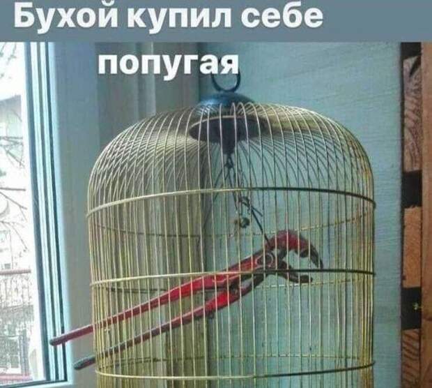 Самые смешные свежие картинки с надписями (четверг)