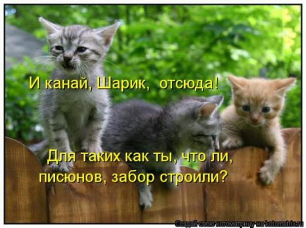 Котоматрицы (картинки с надписями)