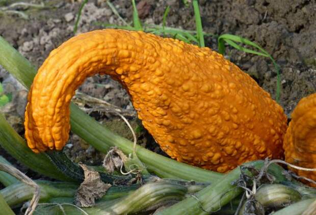 Крукнек скрудж (Crookneck squash)