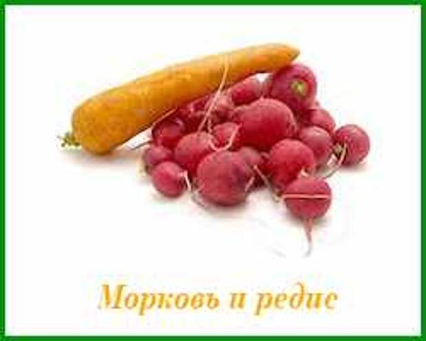 морковь и редис можно садить рядом