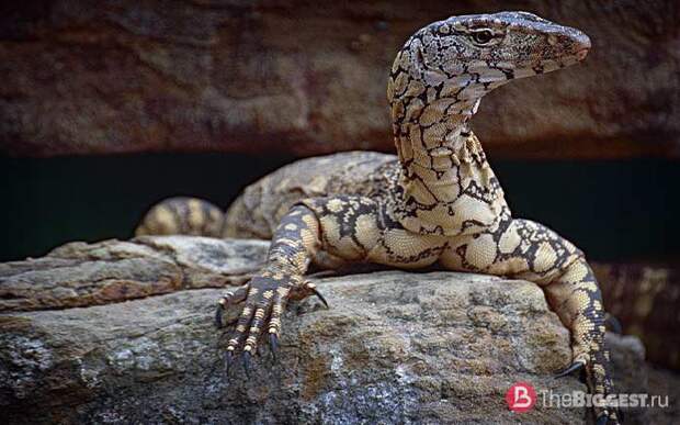 Самые большие ящерицы: Varanus giganteus