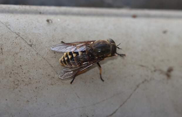 Подмосковье захватят оголодавшие слепни