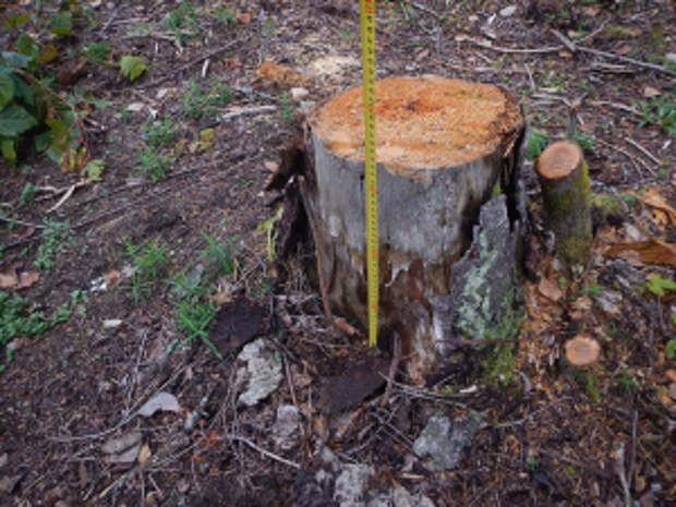 В Пермском крае в суд направлено уголовное дело о незаконной рубке деревьев, относящихся к категории защитных лесов