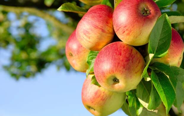 Беларусь заняла первое место по импорту украинских яблок