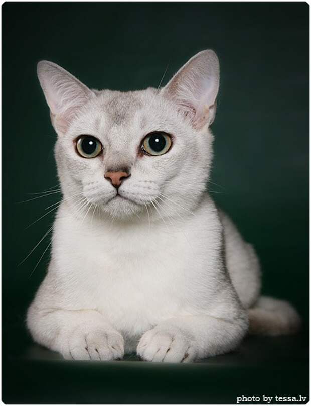 Бурмилла