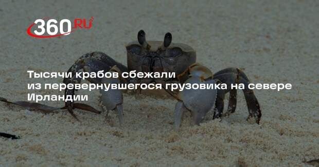 UPI: в Ирландии 15 тысяч крабов сбежали из перевернувшегося грузовика