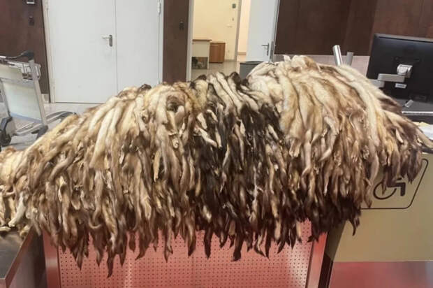 В Шереметьеве у иностранца изъяли 930 шкурок хорька на 1,2 млн рублей