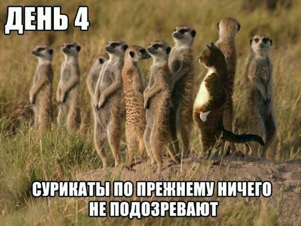 Смешные фото приколы и мемы с котами и кошками Смешные фото приколы и мемы с котами и кошками животные, коты, прикол, юмор