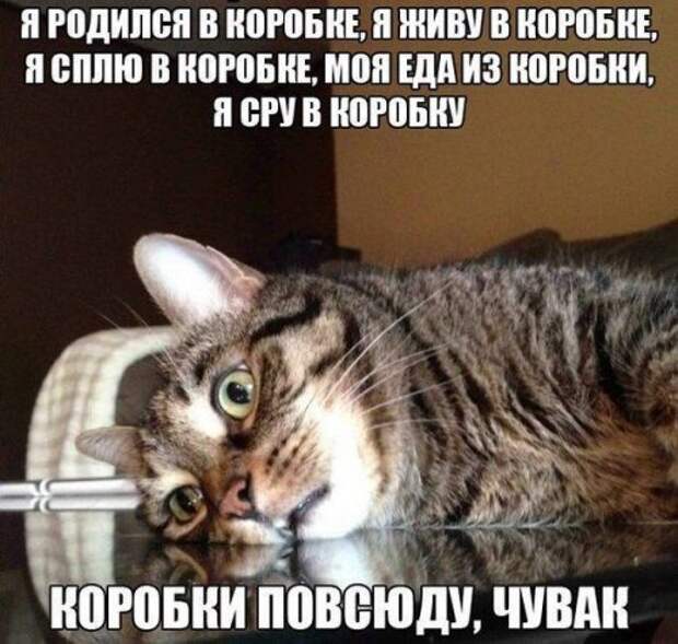 Коллекция фотомемов (17 шт)