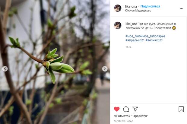 Фото дня: в Южном Медведкове «проснулись» деревья