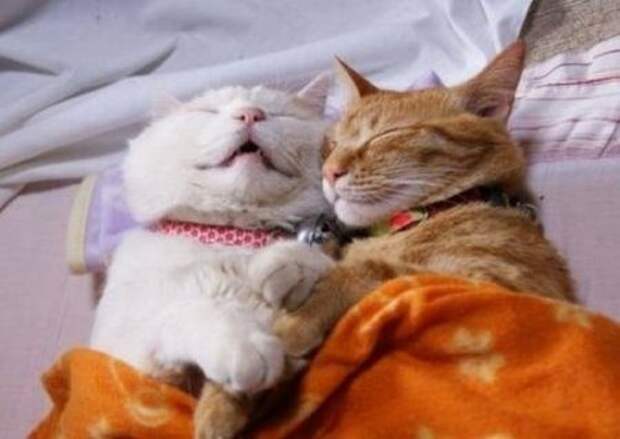 Кошачьи обнимашки