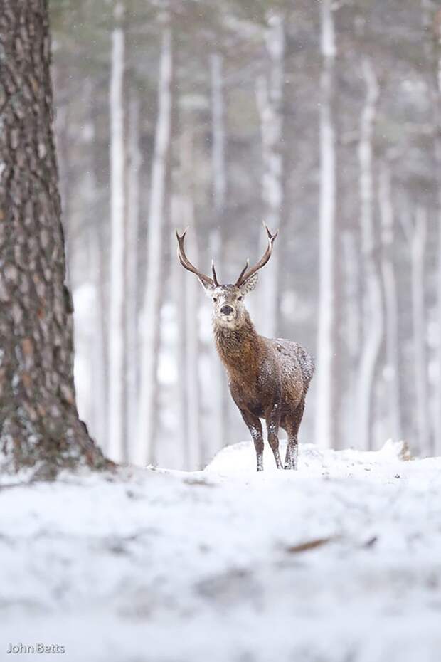 10. животные, мир, олень, природа, фотограф, фотография, шотландия