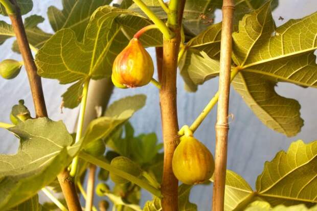 В качестве съедобного комнатного растения выращивают как обычный инжир карика (Ficus carica) , так и ставший модным цветком - фикус лировидный (Ficus lyrata).